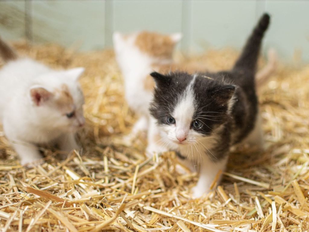 kleine Katzen