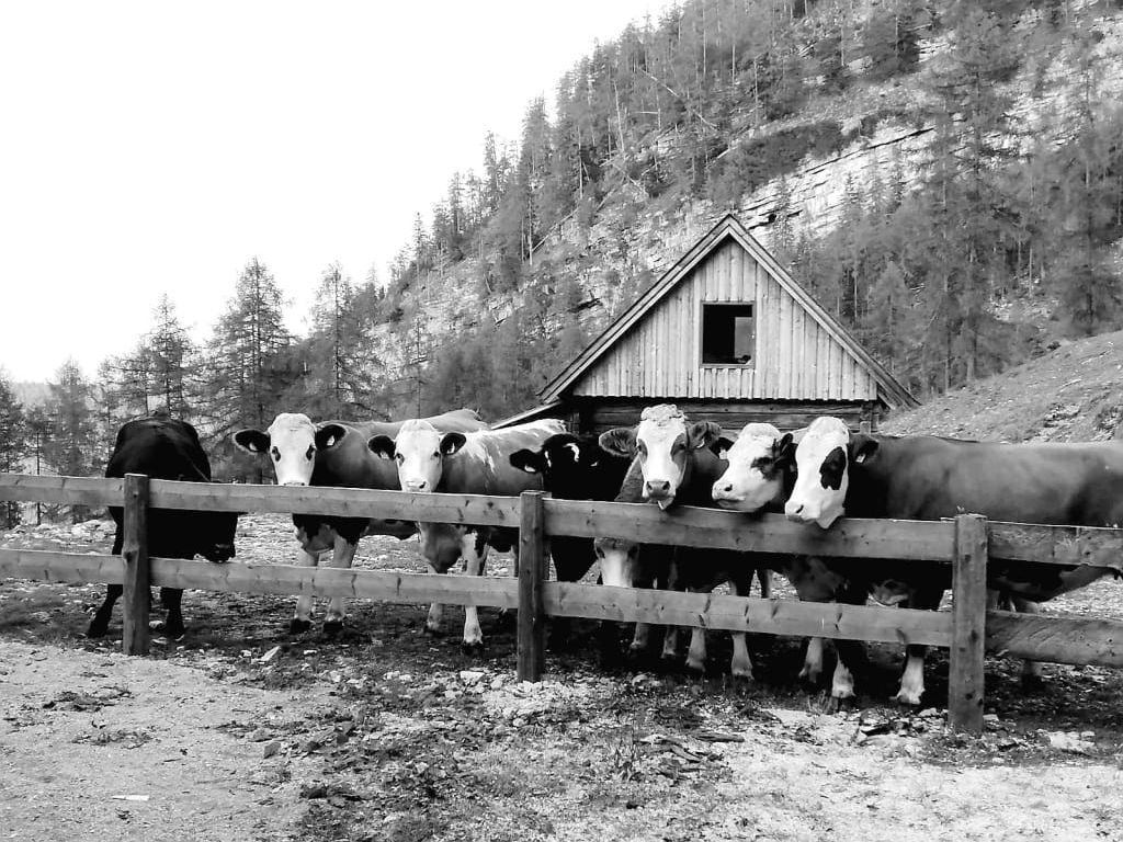 Chalet Troadkasten - Biohof Kreilgut