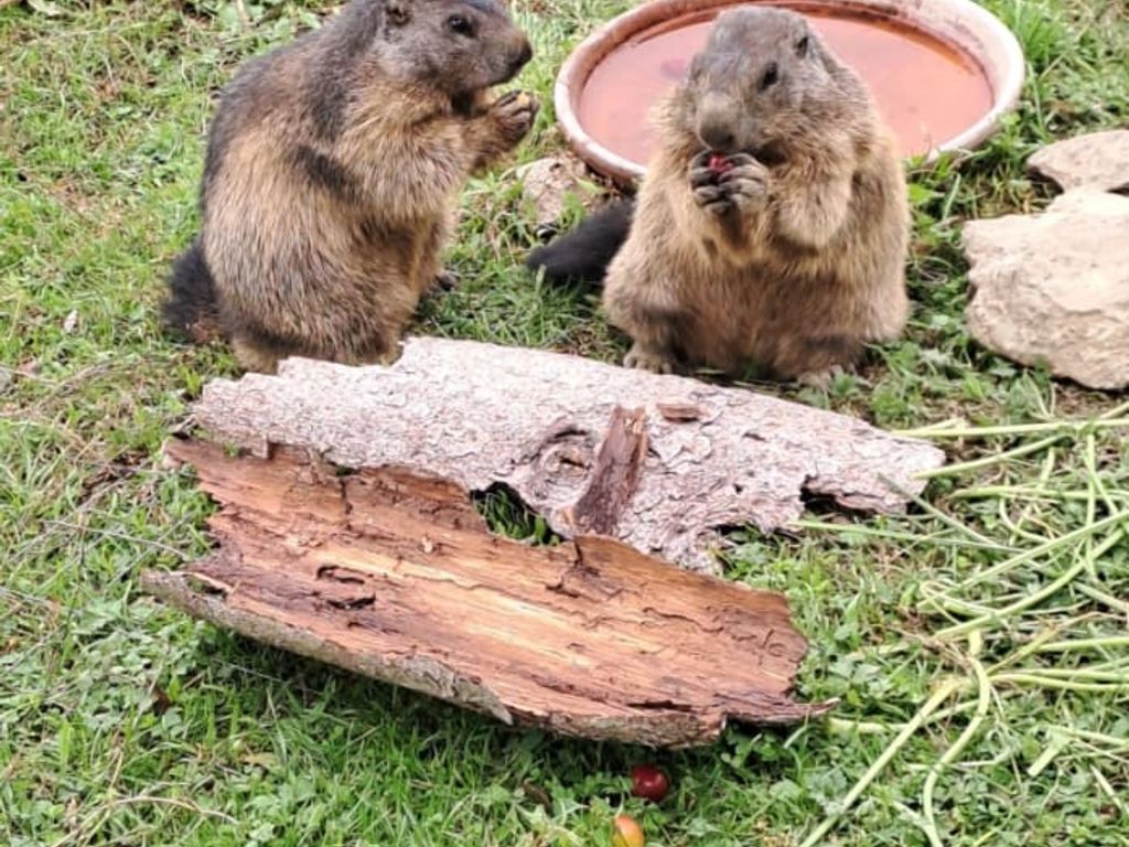 Zwei Murmeltiere beim Fressen auf der grünen Wiese.