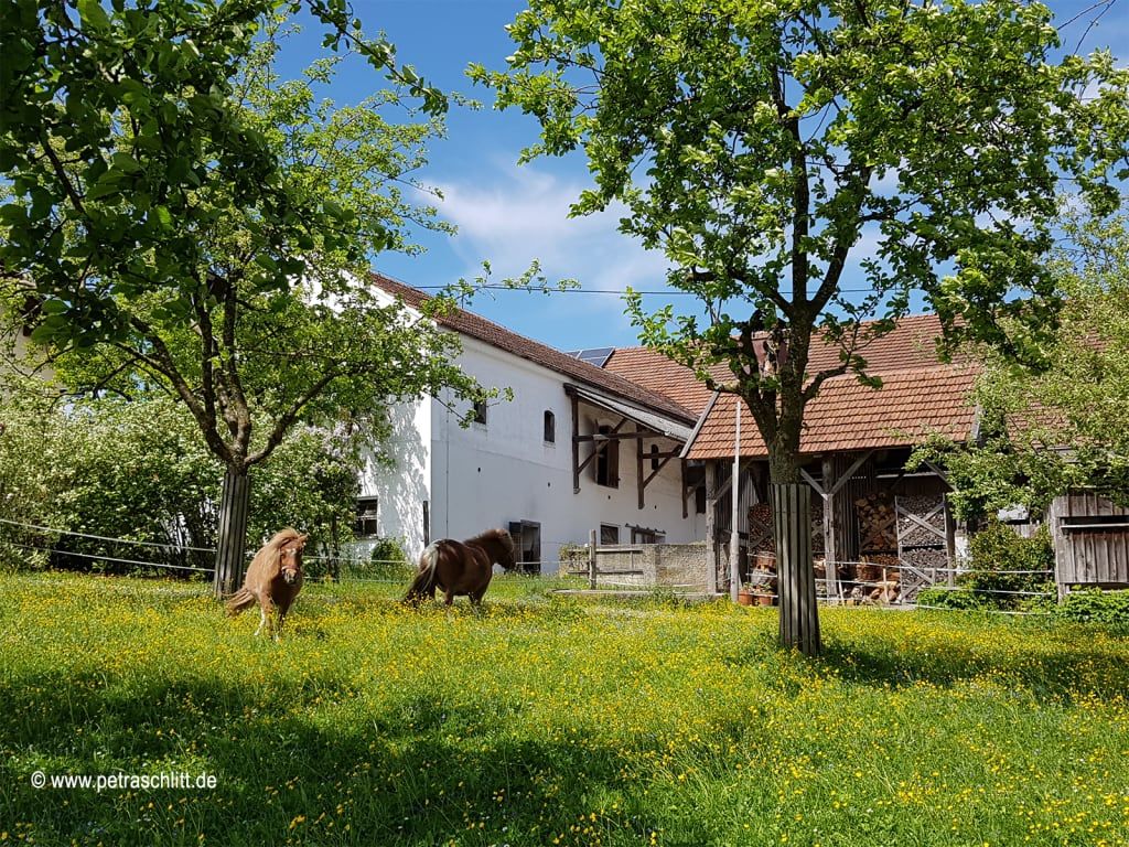 Zwei Ponys auf einer Wiese mit gelben Blumen vor dem Bauernhof.