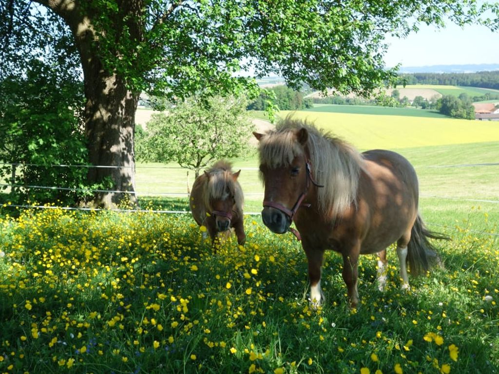Zwei Ponys auf einer Blumenwiese des Bauernhofs mit Blick auf die umliegende Landschaft.