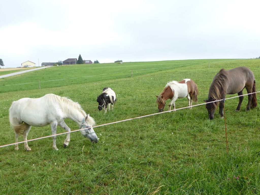 Merlin, Theo, Max und Ilka