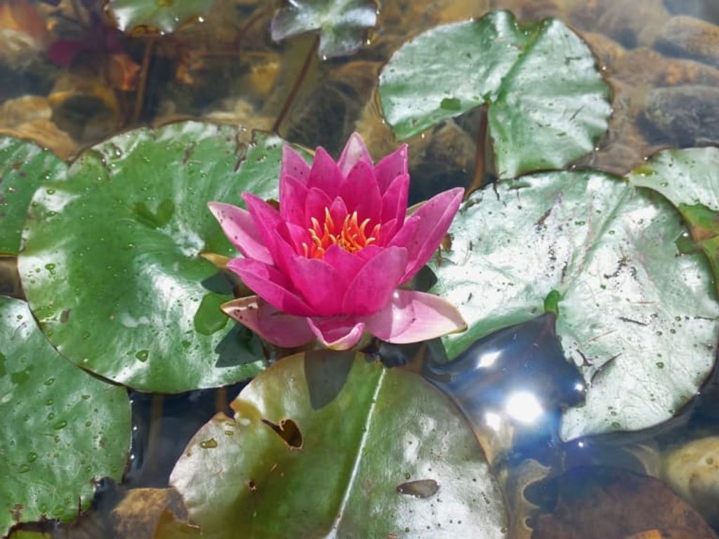 Rosa Seerose in einem Teich mit Seerosenblättern im Garten des Ferienhauses.