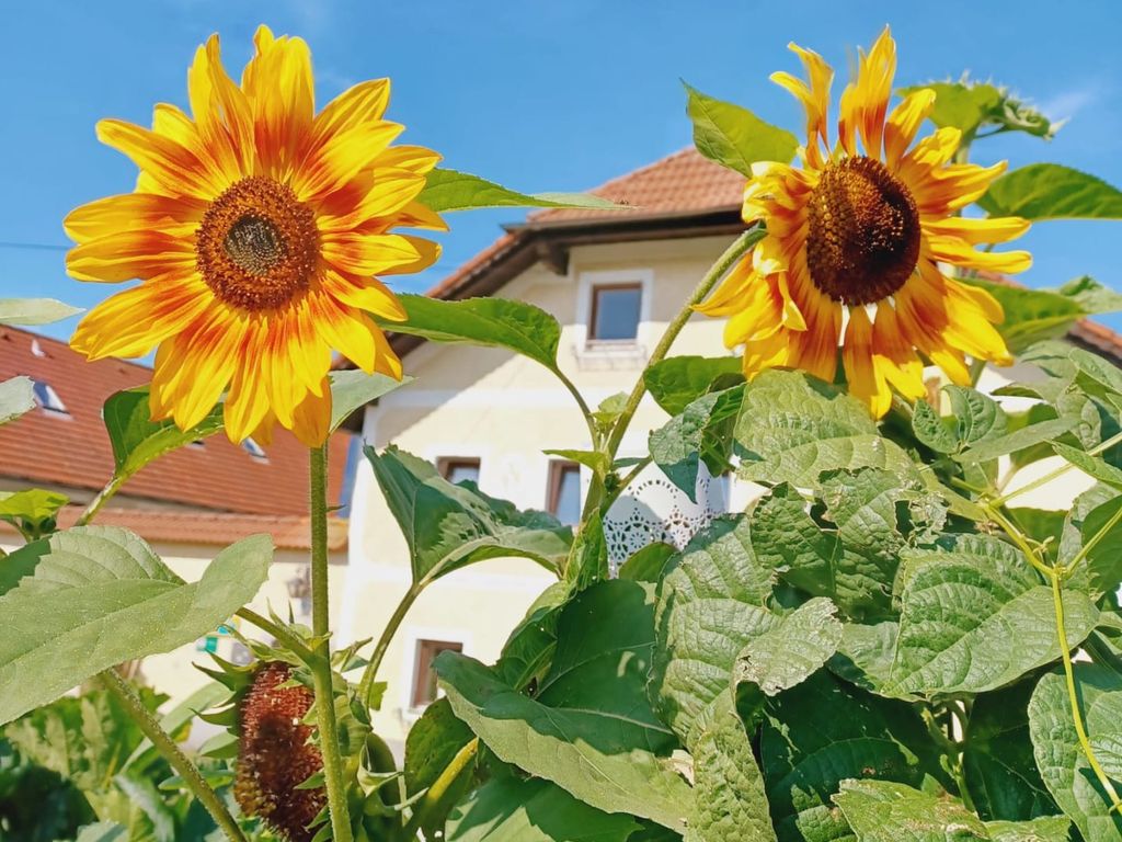 Ganhör