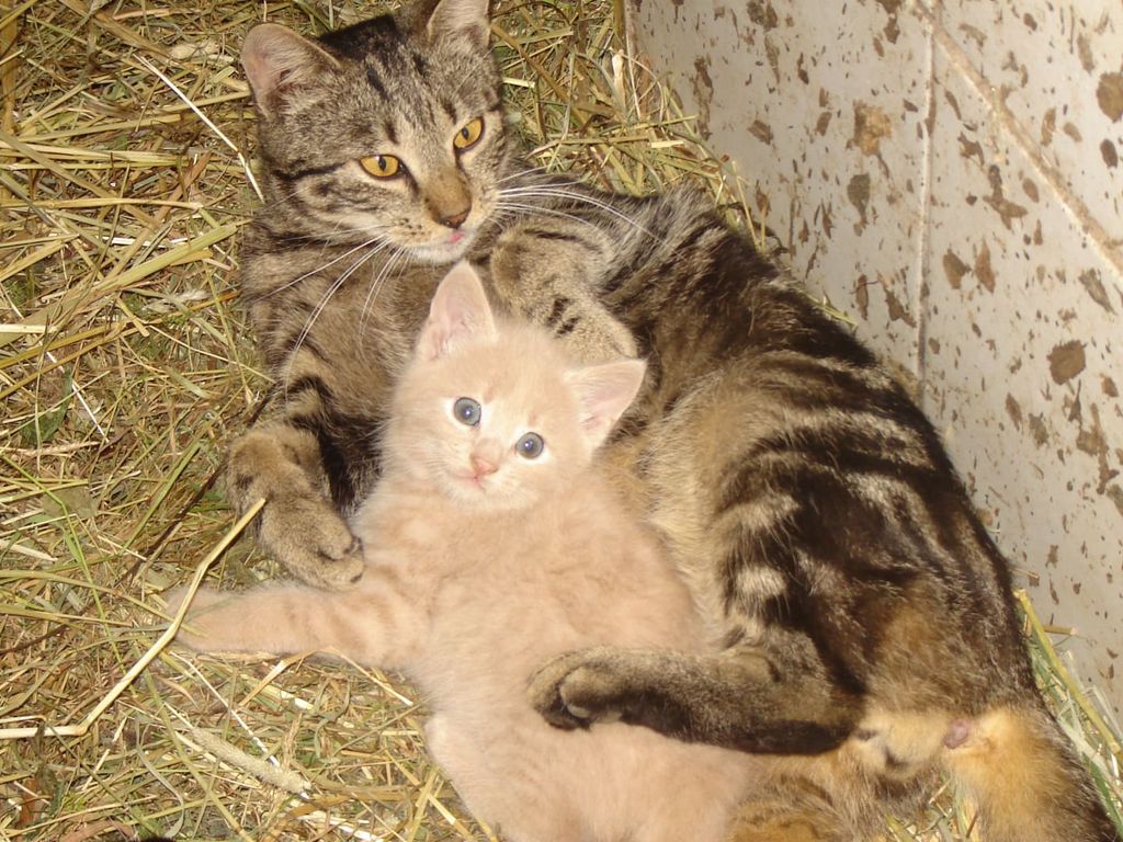 Katzen