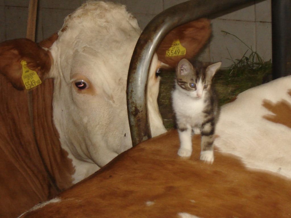 Katze & Kuh