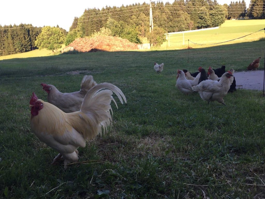 Glückliche Hühner
