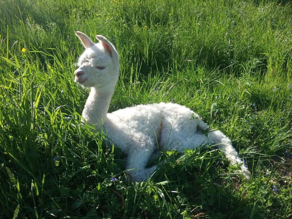 Sweet Home Alpacas