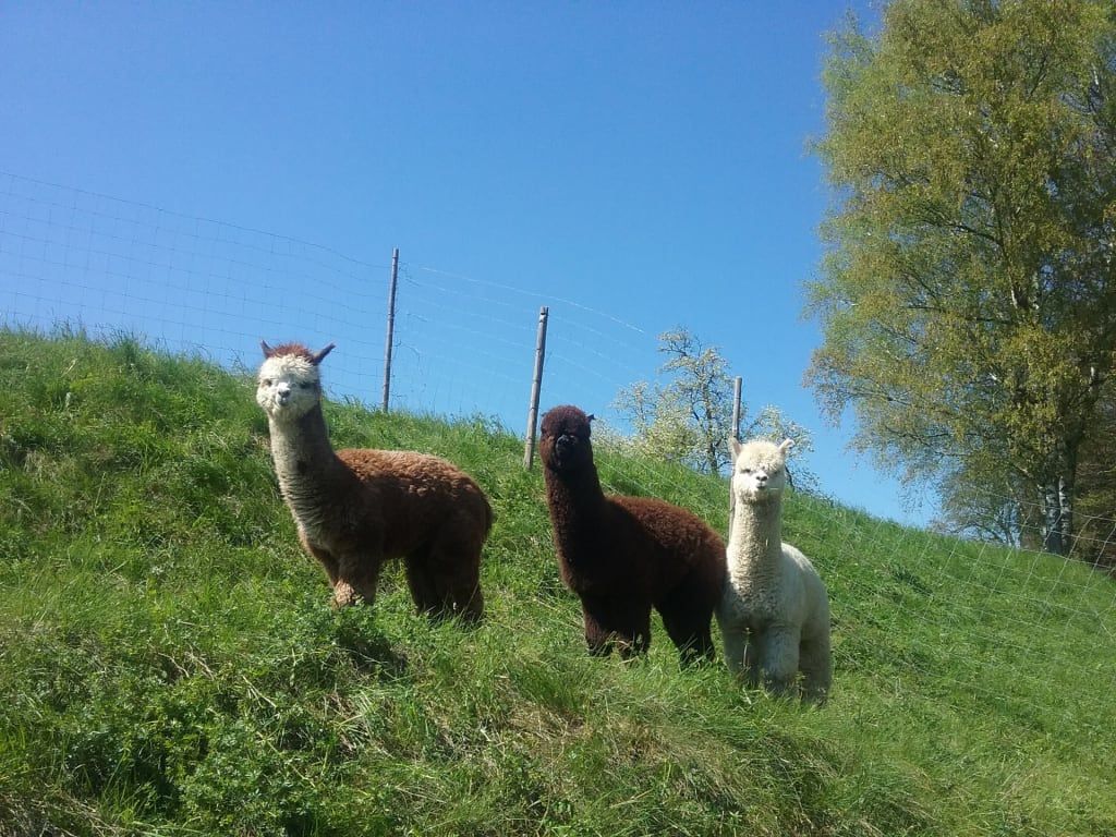 Sweet Home Alpacas