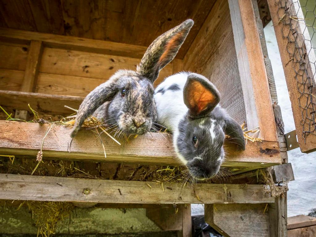 Hase