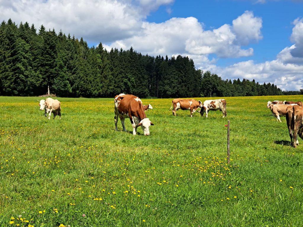 Unsere Kühe auf der Weide