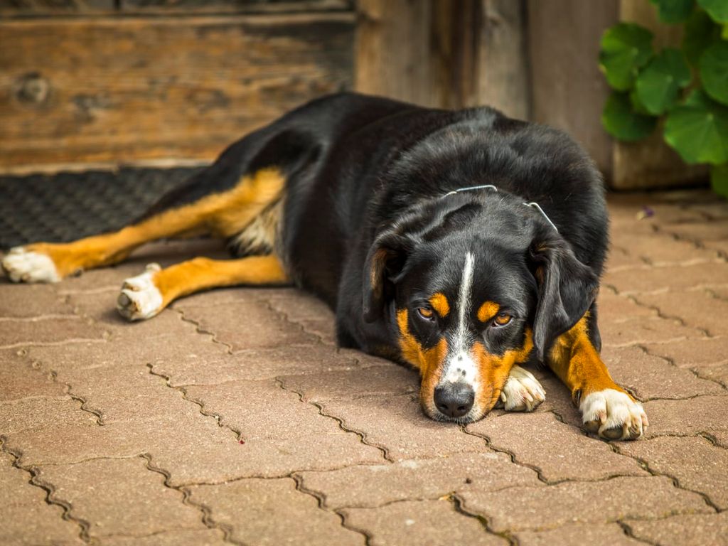Unser Hund