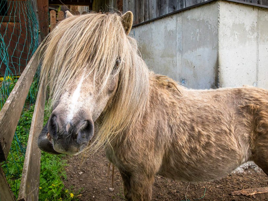 Pferd