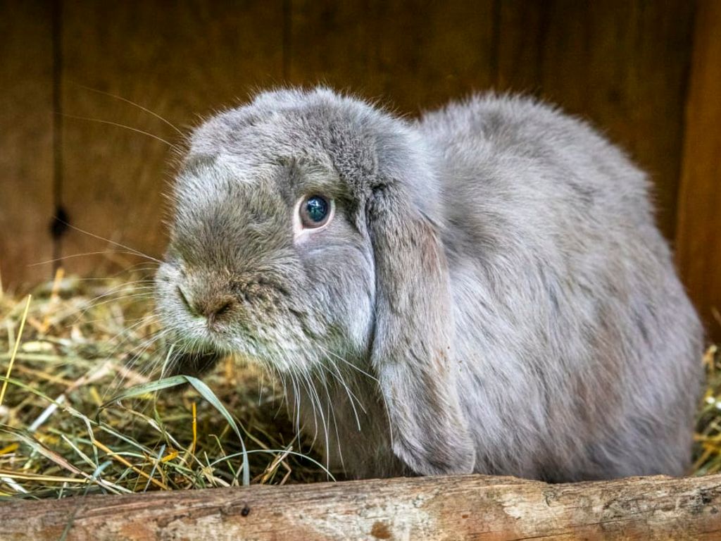 Ein niedliches, flauschiges Kaninchen im Heu auf dem familienfreundlichen Bauernhof.
