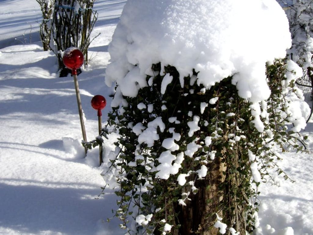 Verschneiter Garten des Bauernhofs mit einem schneebedeckten Efeubusch und roten Dekokugeln.
