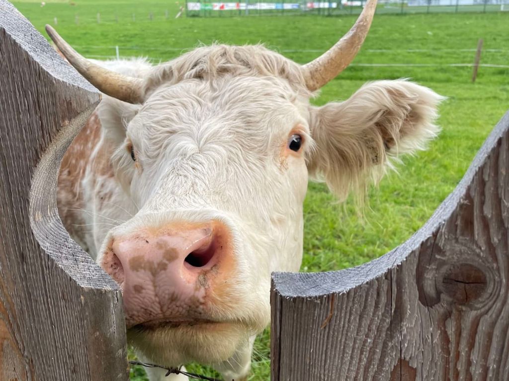 Eine weiße Kuh am Holzzaun des Bauernhofs.