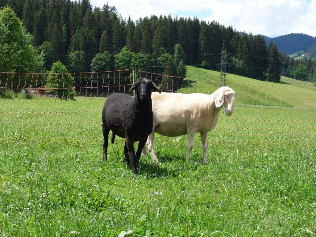 Ausserraingut