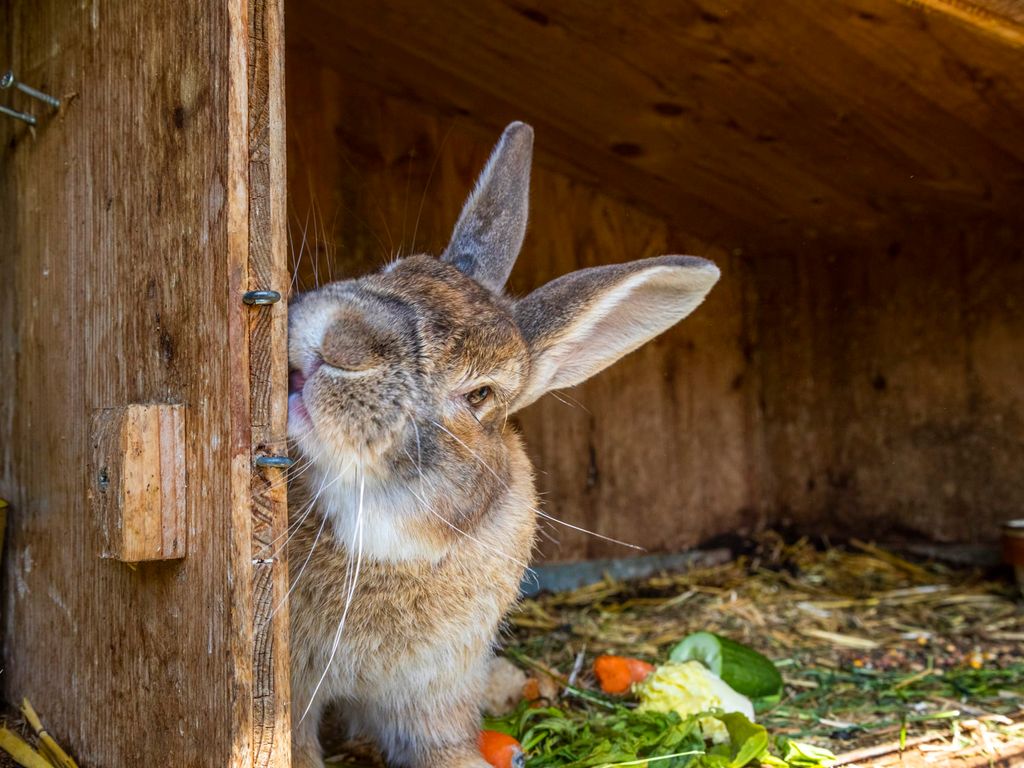 Hase