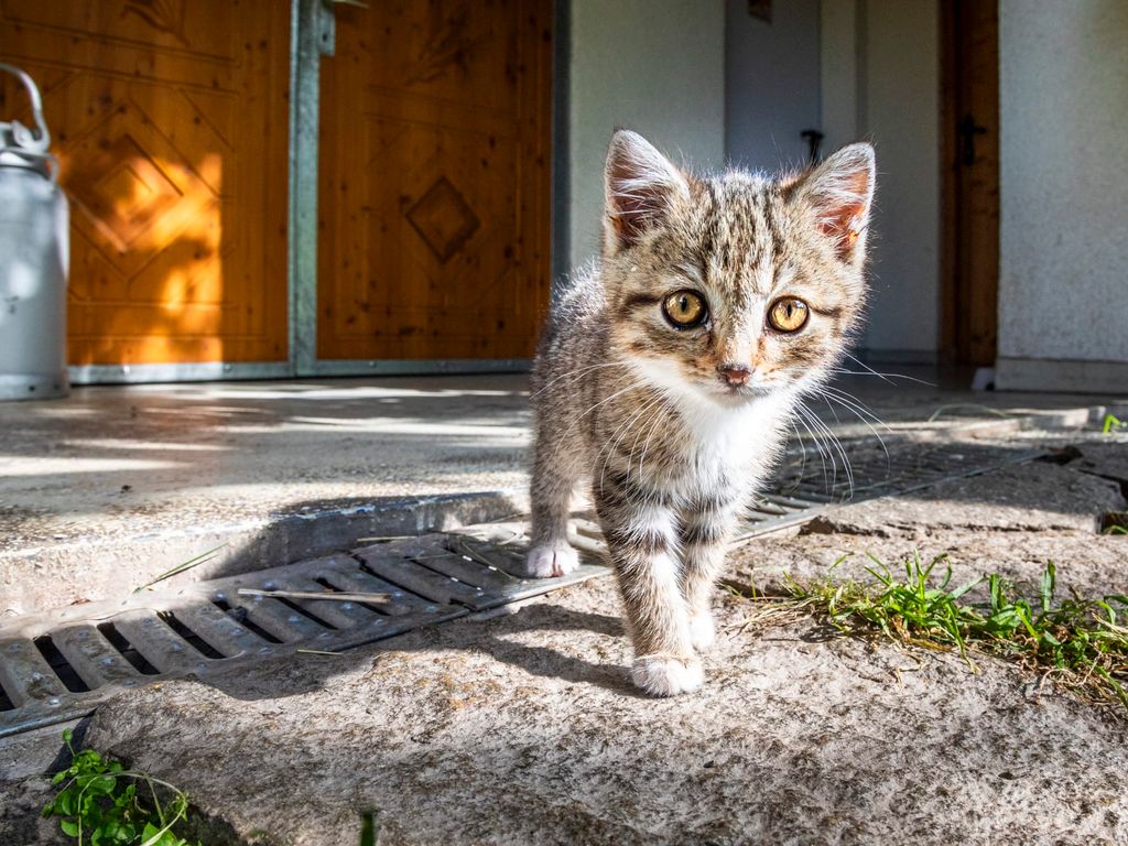 unsere Katze