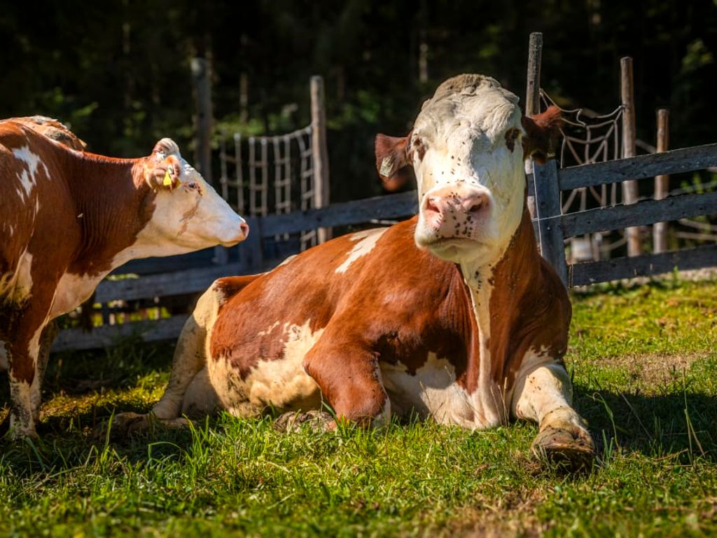 Gemütliche Kühe auf der grünen, sonnigen Weide des Bauernhofs.