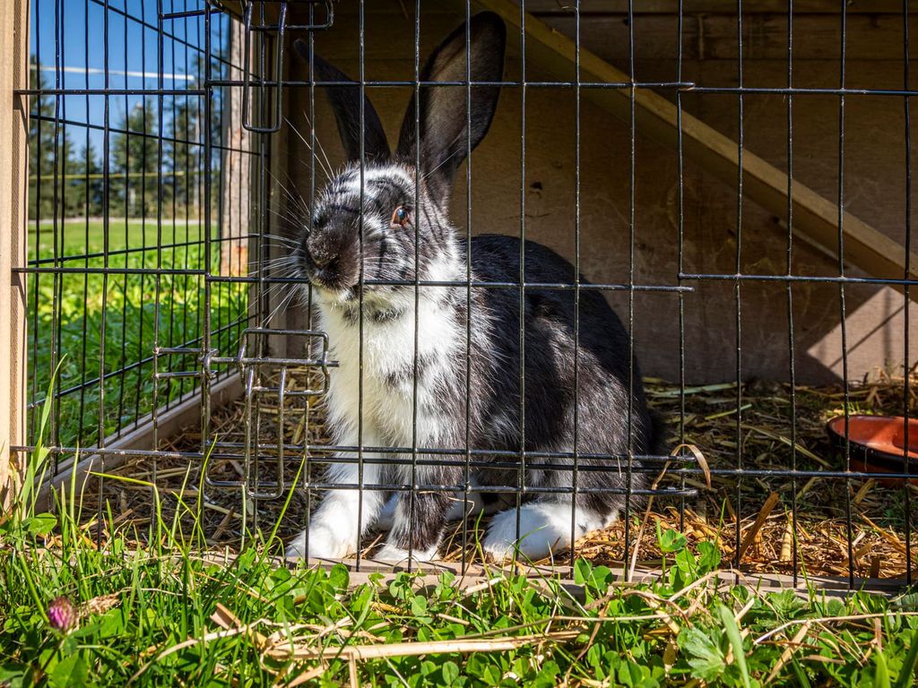 Hase im Stall