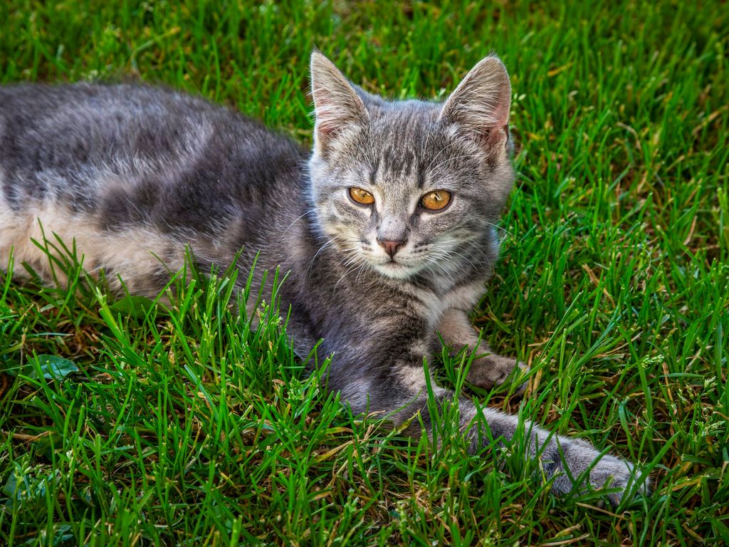 Katze