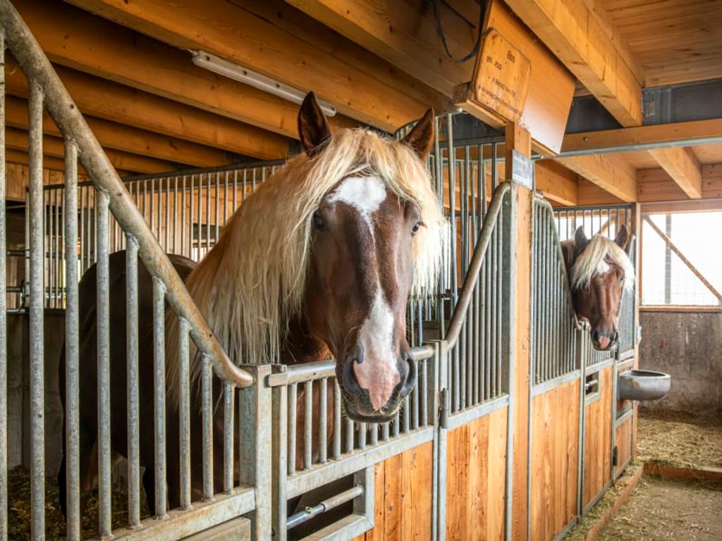 Die prachtvollen Norikerpferde des Bauernhofs in ihren gepflegten, hölzernen Stallboxen.
