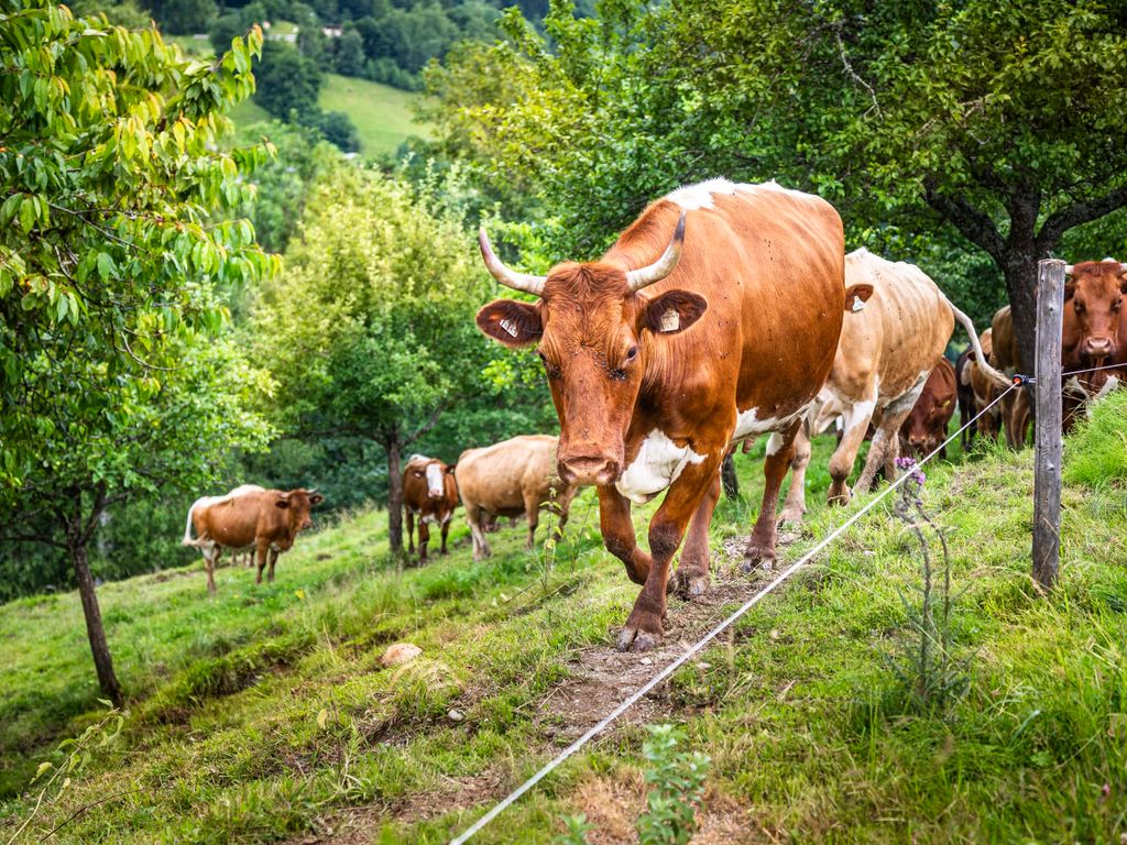 unsere Kühe auf der Weide