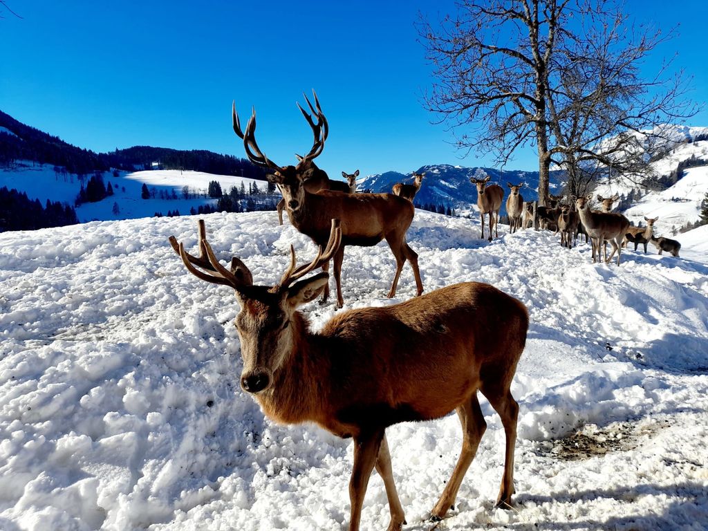 Rotwild am Hallmoosgut