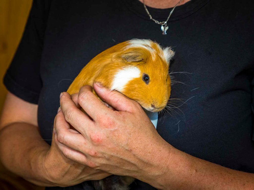 Ein Meerschweinchen, gehalten von einer Person, ist eine der 11 Tierarten auf dem Bauernhof.