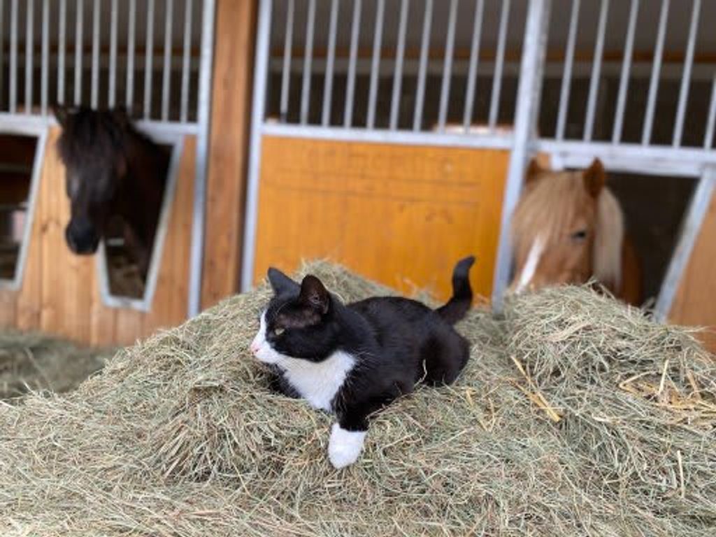 Eine Katze auf einem Heuhaufen mit Pferden in den Stallungen des Bauernhofs.