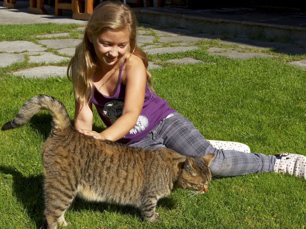 Katze