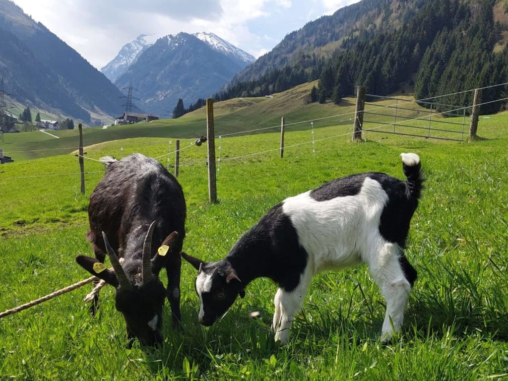 Zwei Zwergziegen, eine erwachsene und ein Jungtier, grasen auf der Weide des Bauernhofs vor einer Bergkulisse.