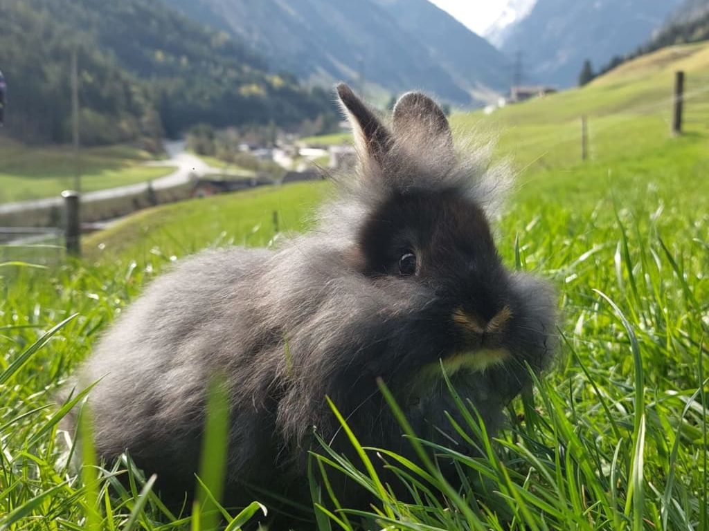 Ein flauschiges Kaninchen auf der Wiese des Bauernhofs, mit Bergen im Hintergrund.