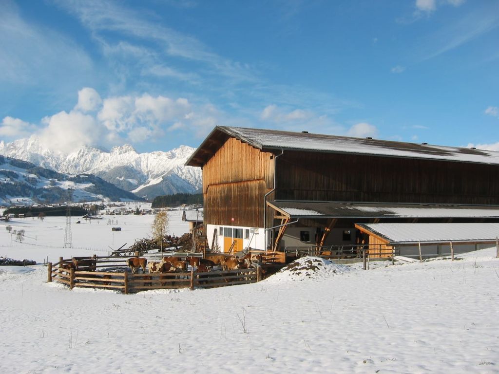 Der Bauernhof im Winter mit Kühen im Gehege und schneebedeckten Bergen im Hintergrund.