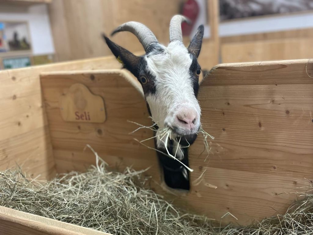 Eine Ziege frisst Heu in einem Holzfuttertrog als Teil des Bauernhoferlebnisses auf dem Bauernhof.