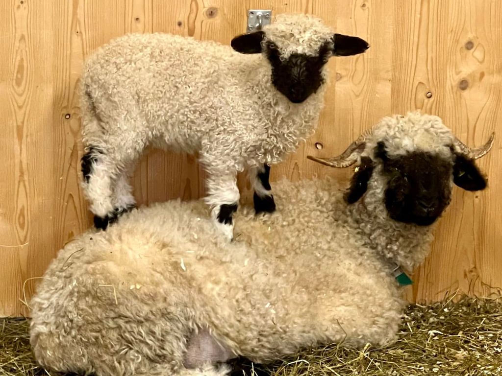Ein Lamm auf einem Schaf im Stall des Bauernhofs.