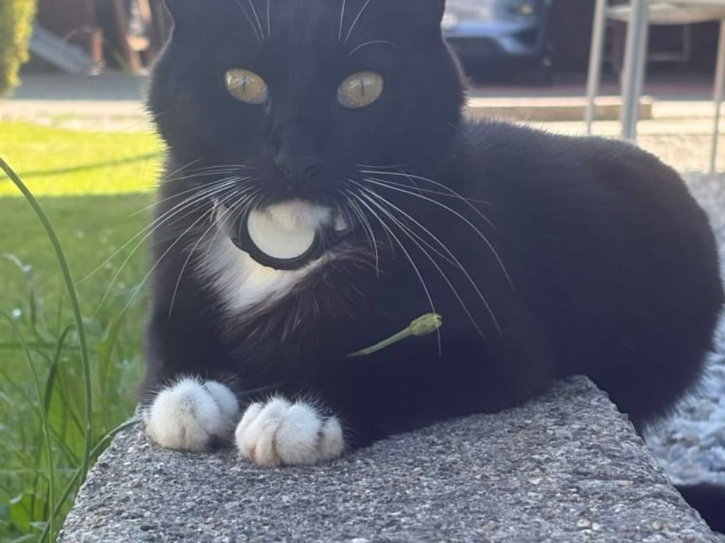 Unsere verschmuste Katze Mausi im Sommer