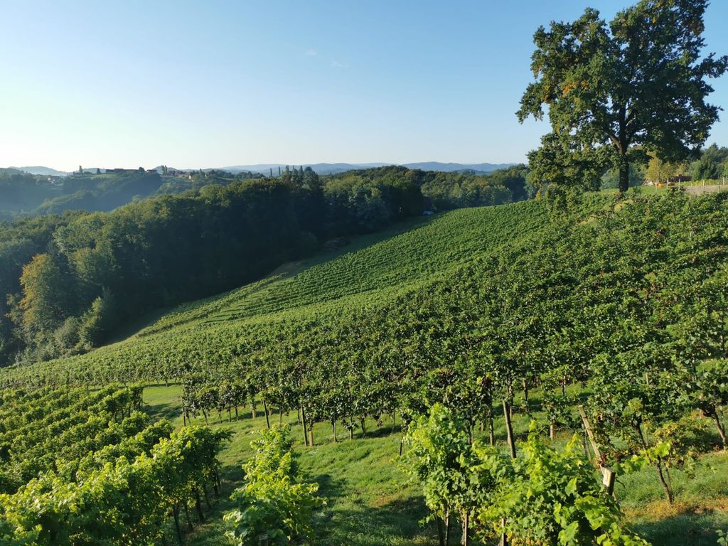Weingarten