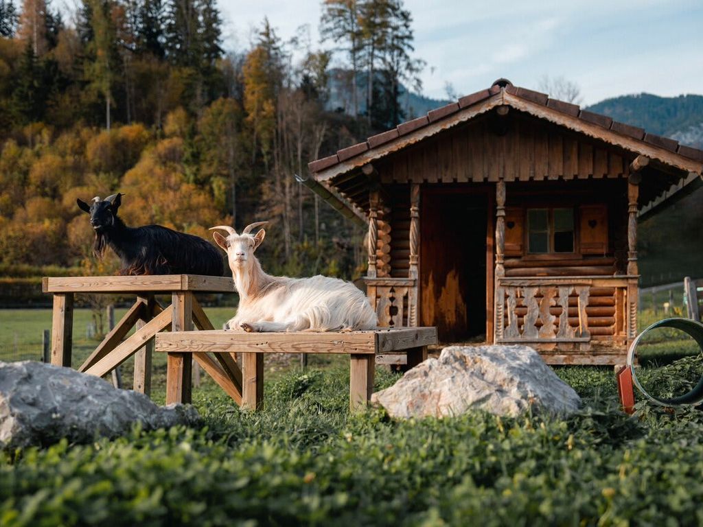 Zwei Ziegen auf Holzpodesten vor einer kleinen Holzhütte auf dem Bauernhof.