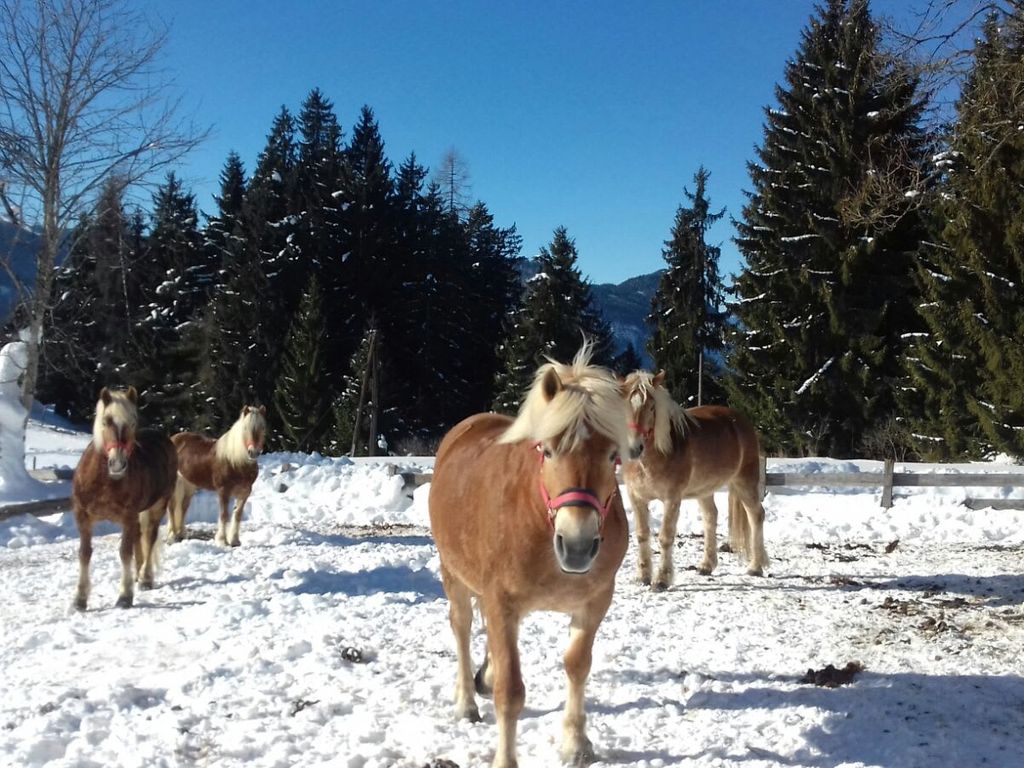 Winterauslauf
