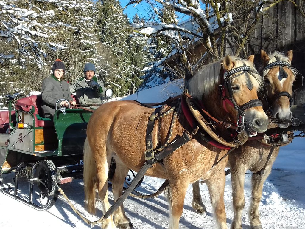 Unsere Haflinger mit Schlitten