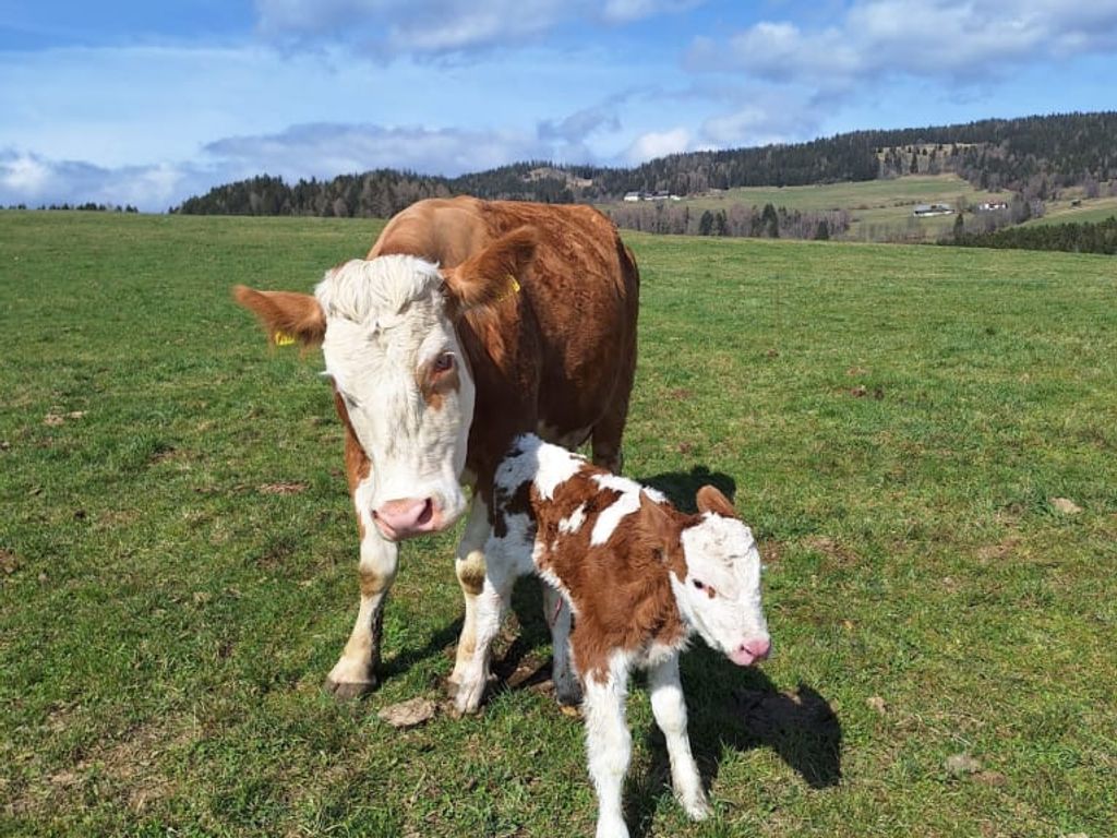 Eine Kuh mit ihrem Kalb auf der Weide des Bauernhofs.
