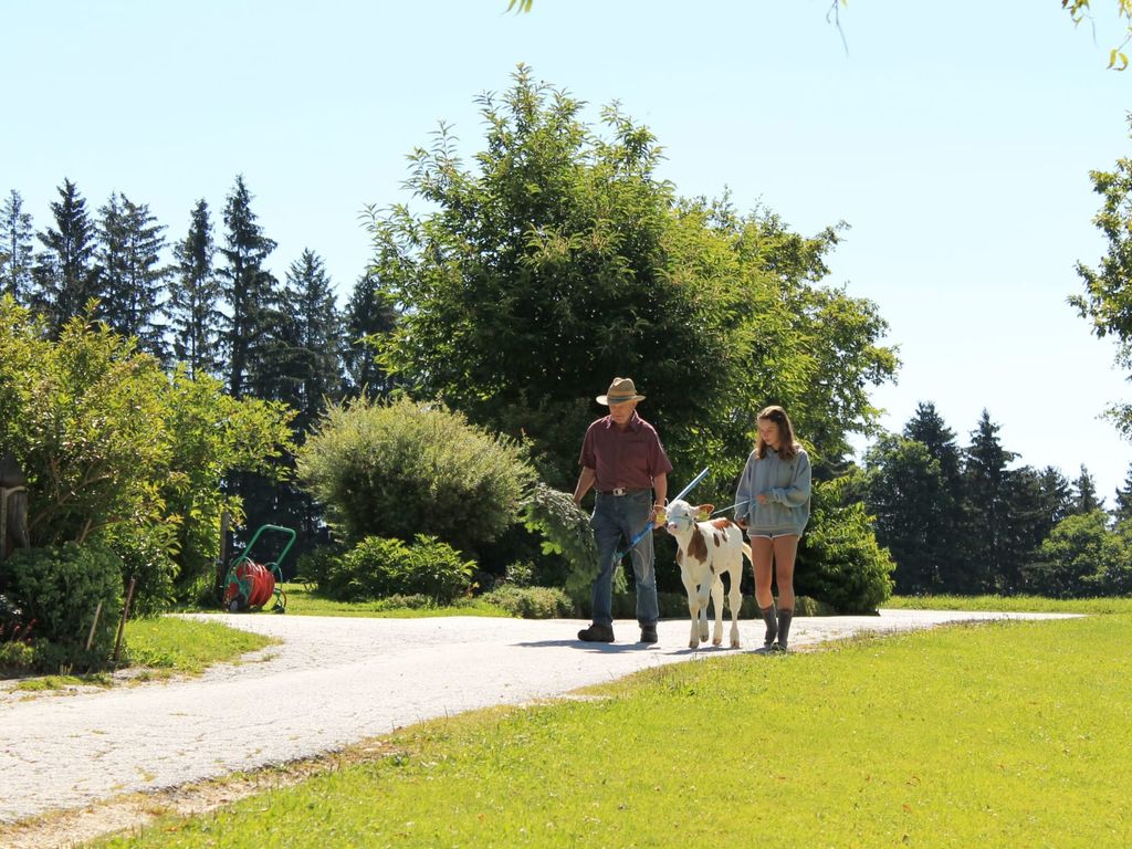 Spaziergang mit dem Kälbchen