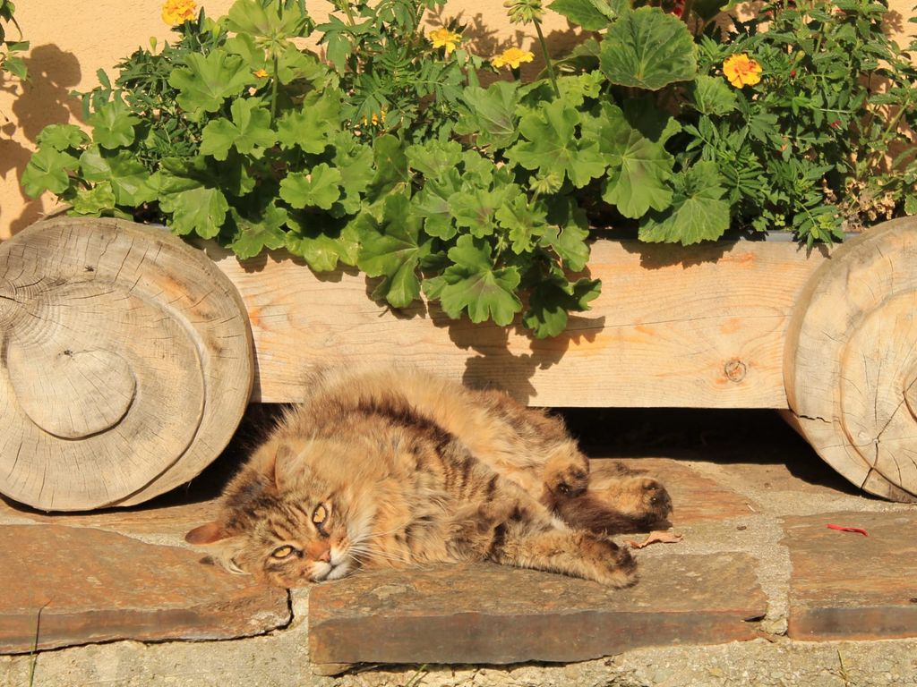 Eine Katze liegt auf dem Steinboden neben einem Blumenkasten auf dem Bauernhof.