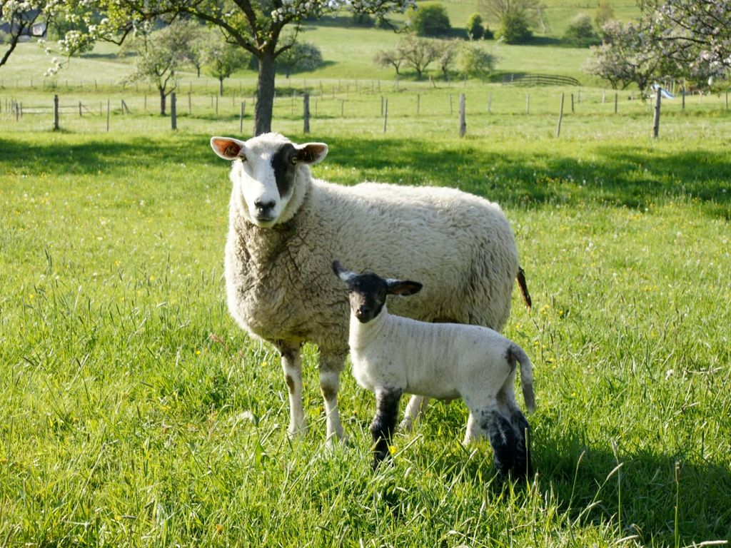 Mutterschaf mit Lamm
