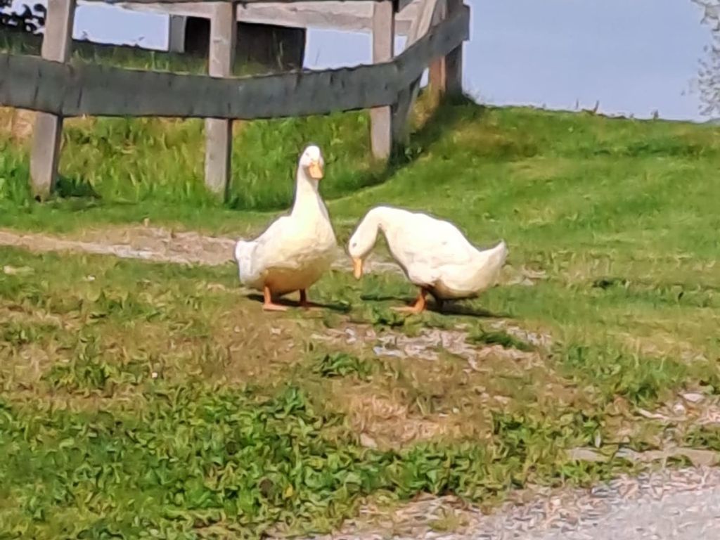 "Huberhof im Almenland"