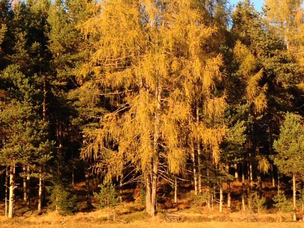 Der Wald brennt