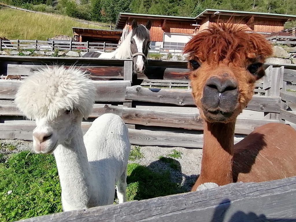 Alpakas am Veitenhof