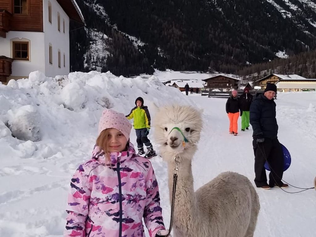 Lama/Alpaka Winter Wanderung